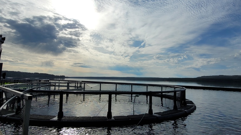 Fiskodling hos Svensk Fjällröding i Landön