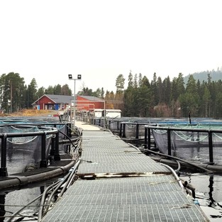 Fiskodling Svensk Fjällröding