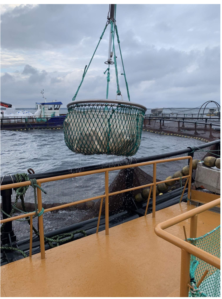 Flytt av fisk till en odling