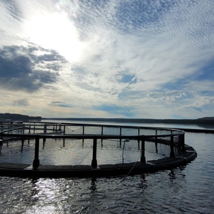 Fiskodling hos Svensk Fjällröding i Landön