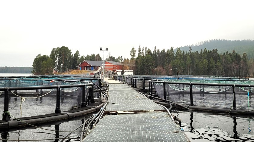 Fiskodling Svensk Fjällröding