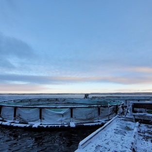 Vattudalens fiskodling i vinterlandskap
