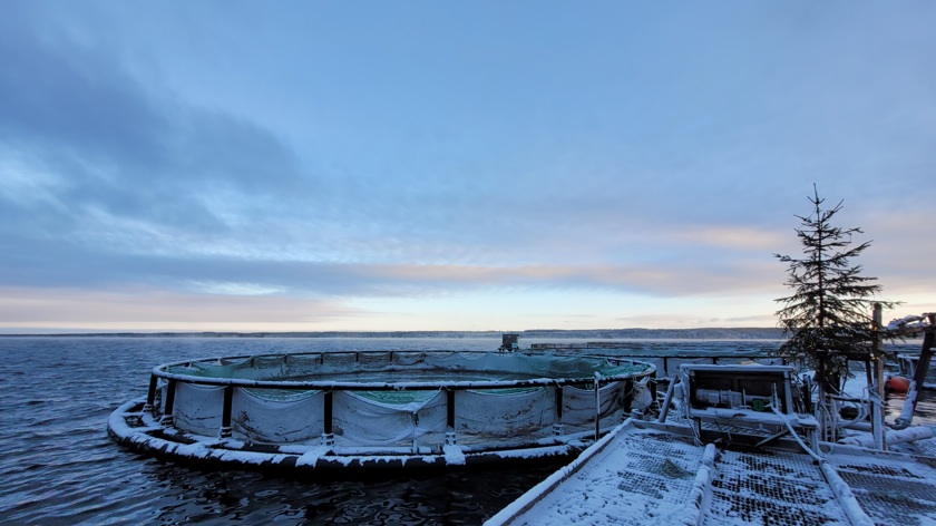 Vattudalens fiskodling i vinterlandskap
