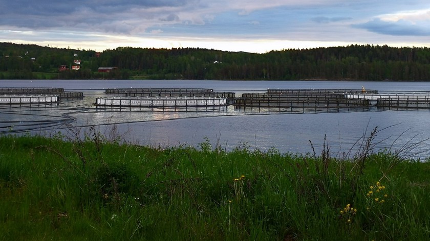 Nordic Trout fiskodling i Stöpafors