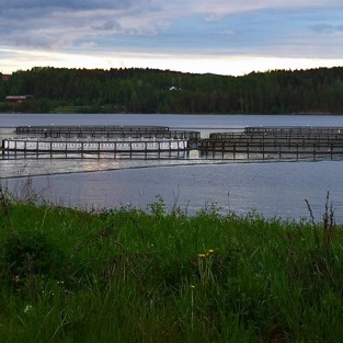 Fiskodling hos Nordic Trout i Stöpafors