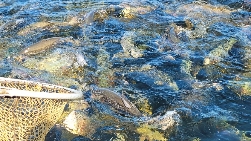 Fiskar i en odling