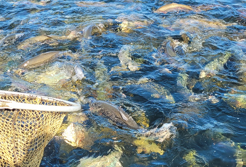 Fiskar i en odling